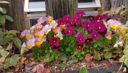 周りのお花が綺麗です