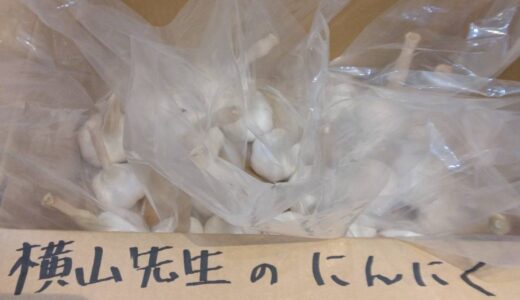 横山先生がニンニクを持って来てくださいました。