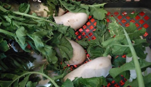 横山先生の大根と新生姜 入荷しました🎶🎶🎶