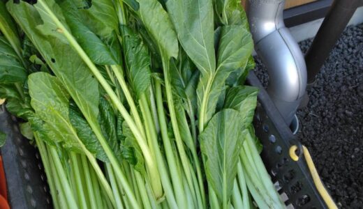 横山先生のお野菜着きました‼️‼️‼️