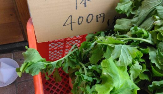里芋、サニーレタス、聖護院大根、小松菜まだ、沢山あります。