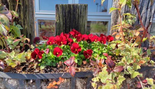 夕べの満月、綺麗でしたね💓