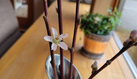 明日8日(水)は、13:30閉店です。